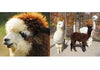 Crescent Moon Alpaca Fiber